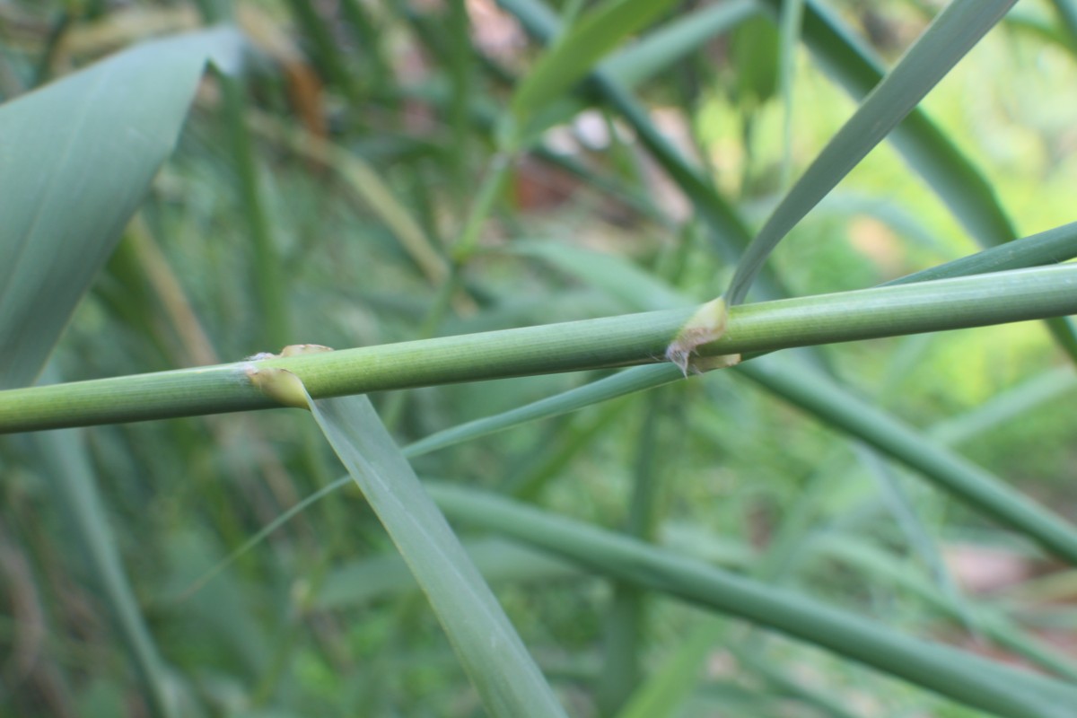 Arundo donax L.